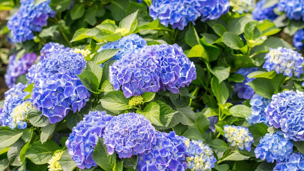 Guide To Fertilizing Hydrangeas For Huge Blooms Every Year | Gardening Know  How