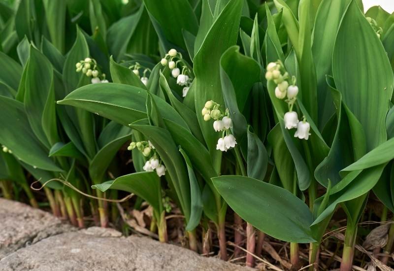 Plants That Like Coffee Grounds  How To Use Them - Gardening Chores