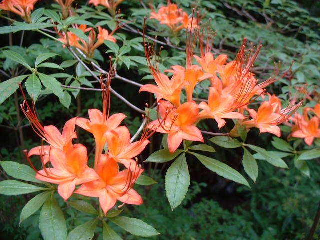 11 Flowers That Love Coffee Grounds – Boost Blooms Naturally!