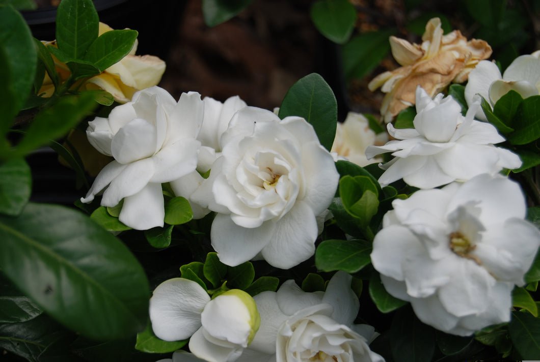 11 Flowers That Love Coffee Grounds – Boost Blooms Naturally!