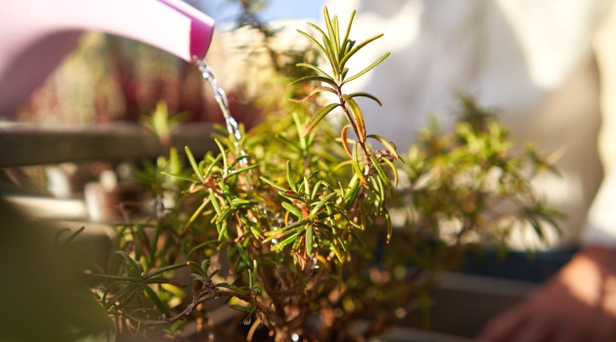 How Much and How Often Should You Water Rosemary?