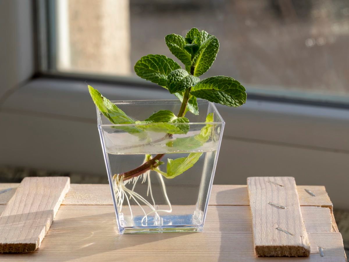 How to propagate mint: expert advice to grow more herbs | Homes and Gardens