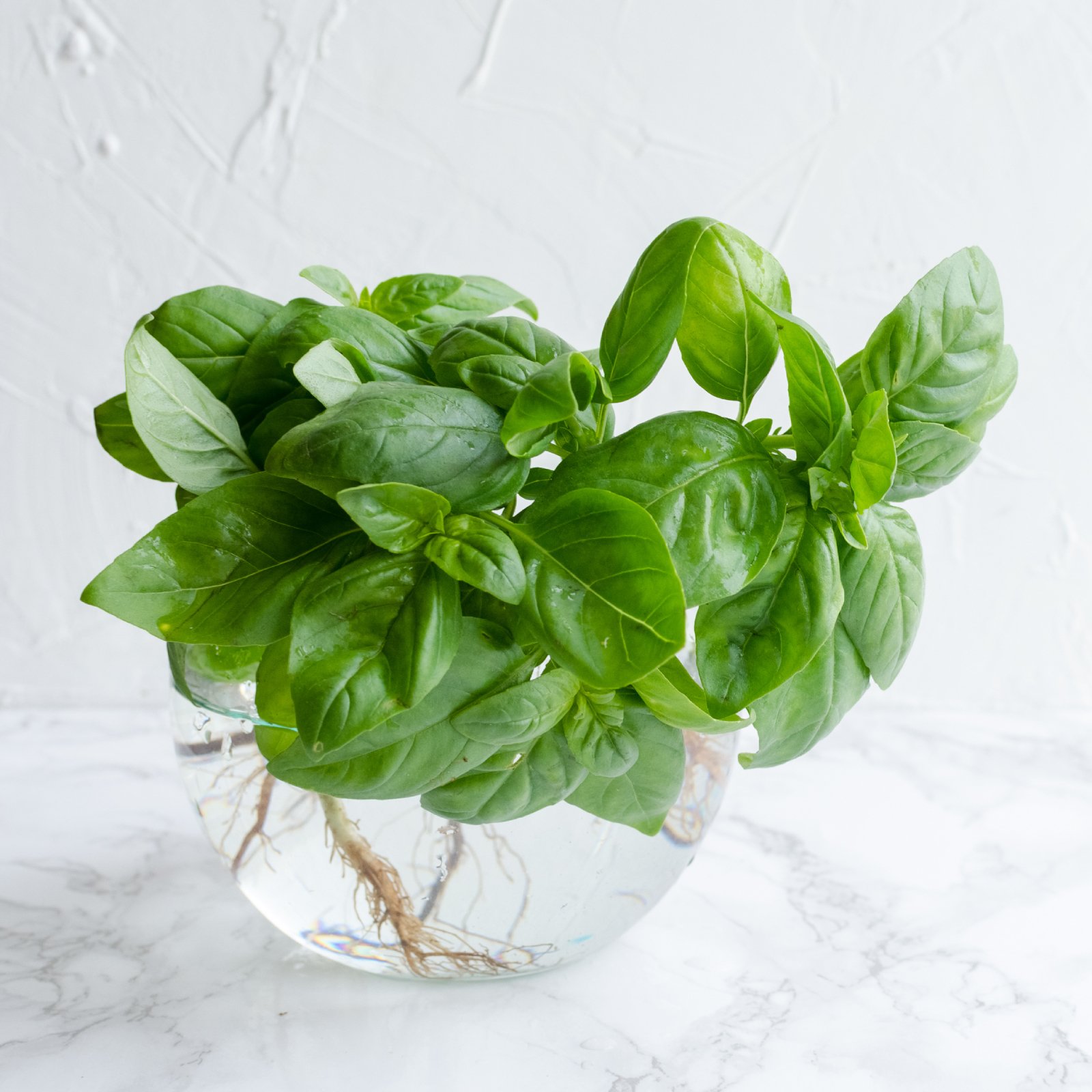 How To Propagate Basil For Even More Fresh Homegrown Flavor | Gardening Know How