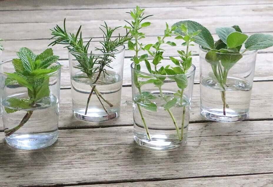 How to Grow Herbs In Water - Plantinfo