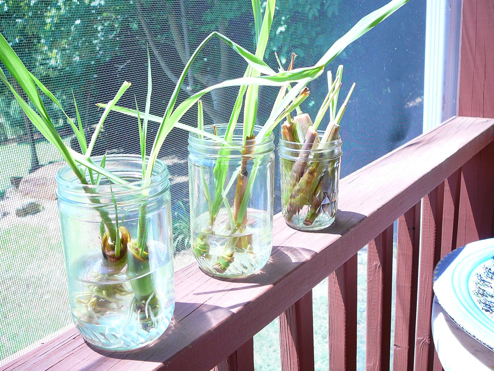 Lemongrass Ready to Plant