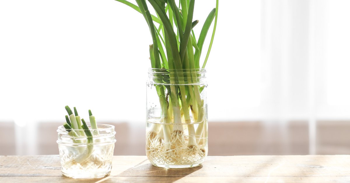 how to grow green onions from cuttings