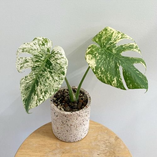Monstera Varieties with Variegated Types