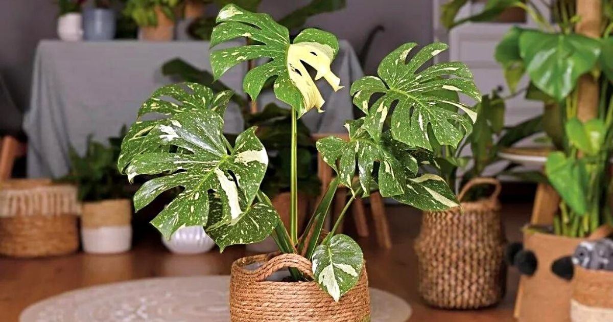 How to Care for Monstera Thai Constellation Plant