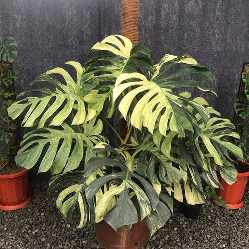 top Monstera Varieties with Variegated Types
