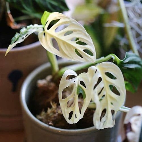 best Monstera Varieties with Variegated Types 