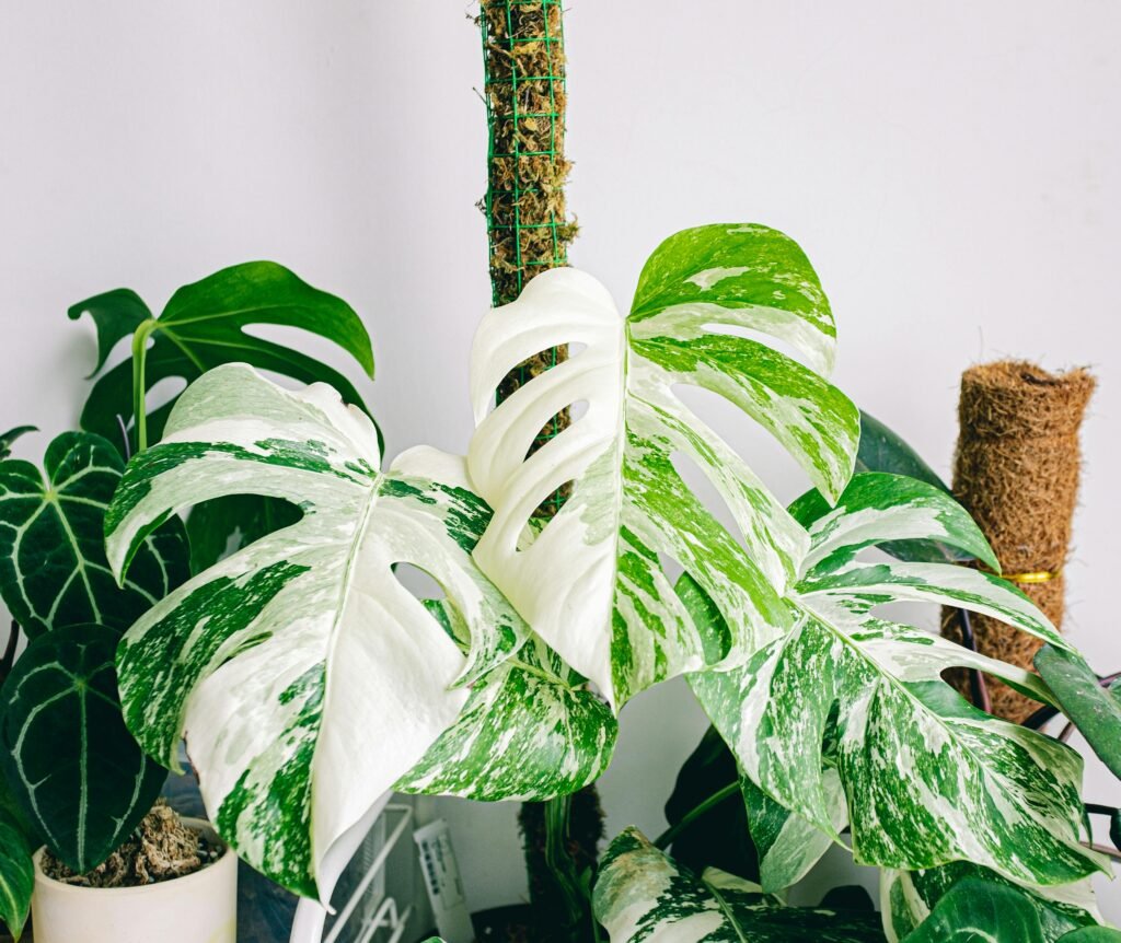 Monstera Albo Variegata › natureloversshop.com
