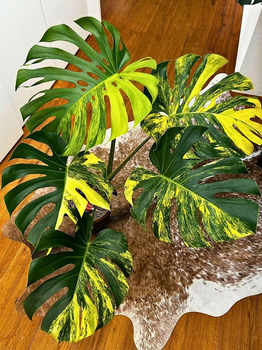 Everything you want to know about Monstera Aurea Houseplants