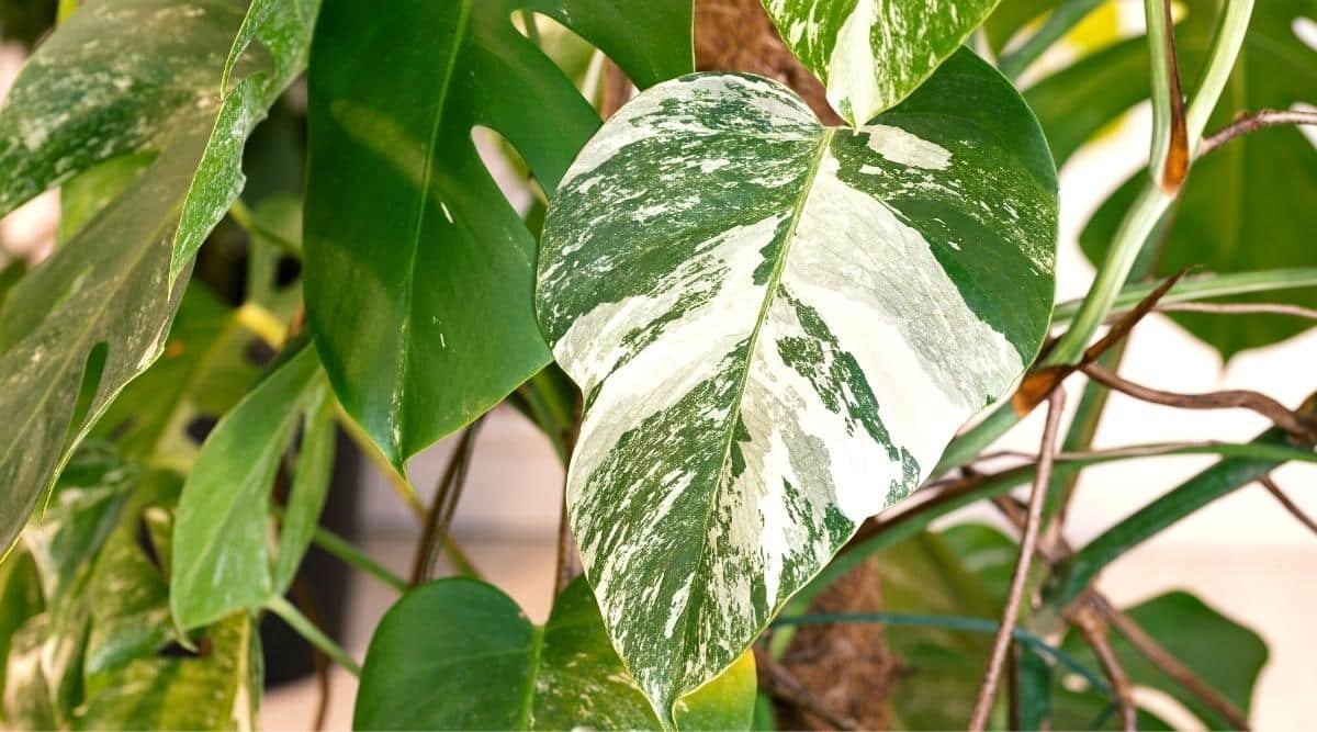 11 Reasons Why You Need a Variegated Monstera Plant