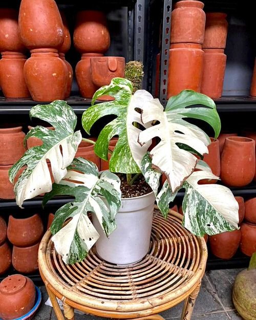 Types of Monstera Varieties with Variegation