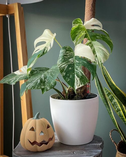 Top Variegated Monstera Varieties