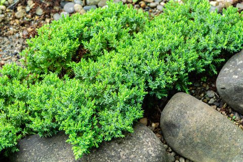 12 Small Evergreen Shrubs For Year-Round Color