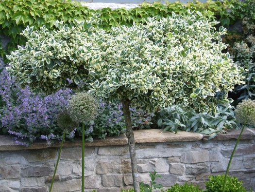 12 Small Evergreen Shrubs For Year-Round Color