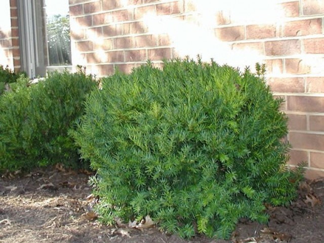 12 Small Evergreen Shrubs For Year-Round Color