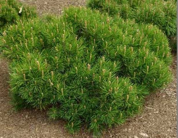 12 Small Evergreen Shrubs For Year-Round Color