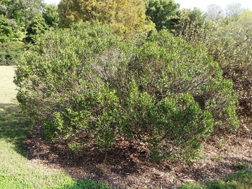 12 Small Evergreen Shrubs For Year-Round Color