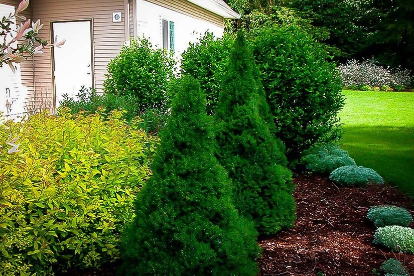 12 Small Evergreen Shrubs For Year-Round Color