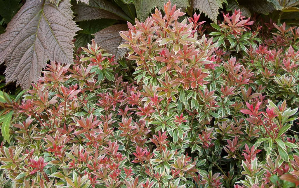 12 Small Evergreen Shrubs For Year-Round Color