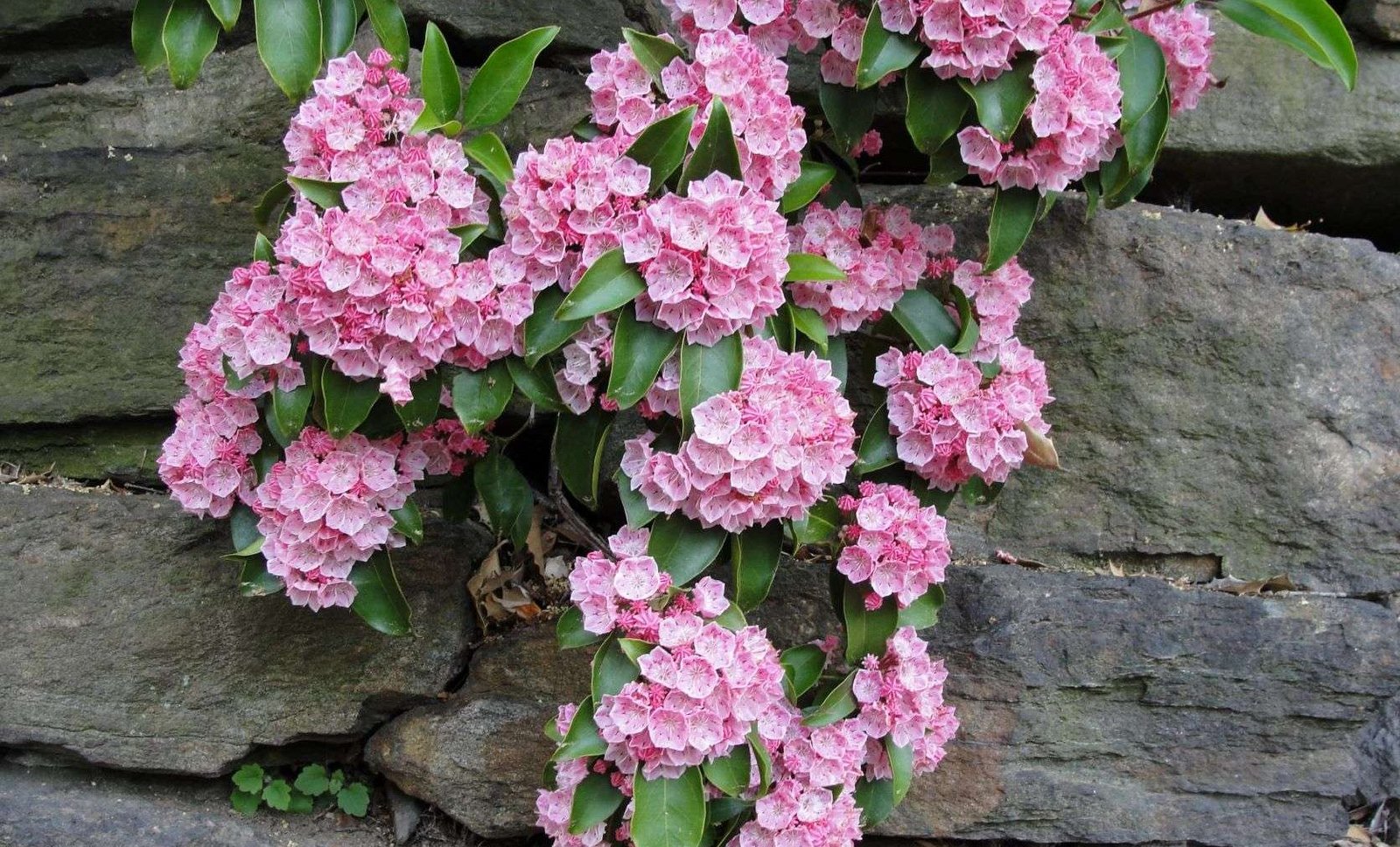 12 Small Evergreen Shrubs For Year-Round Color