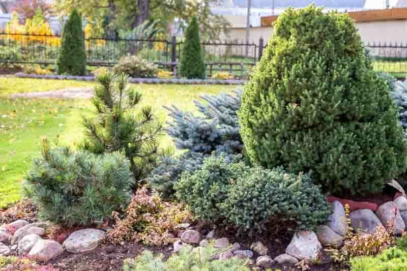 Small Evergreen Shrubs for Year-Round Appeal