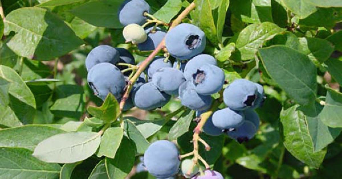 15 plants that thrive with coffee grounds.