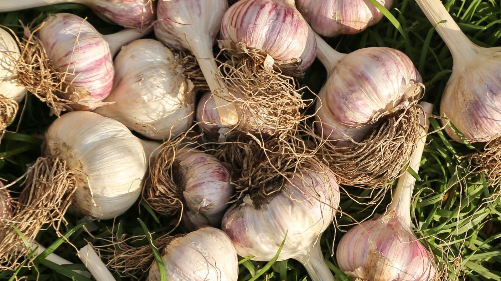 15 plants that thrive with coffee grounds.