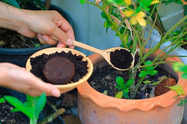Use Coffee Grounds As Plant Fertilizer