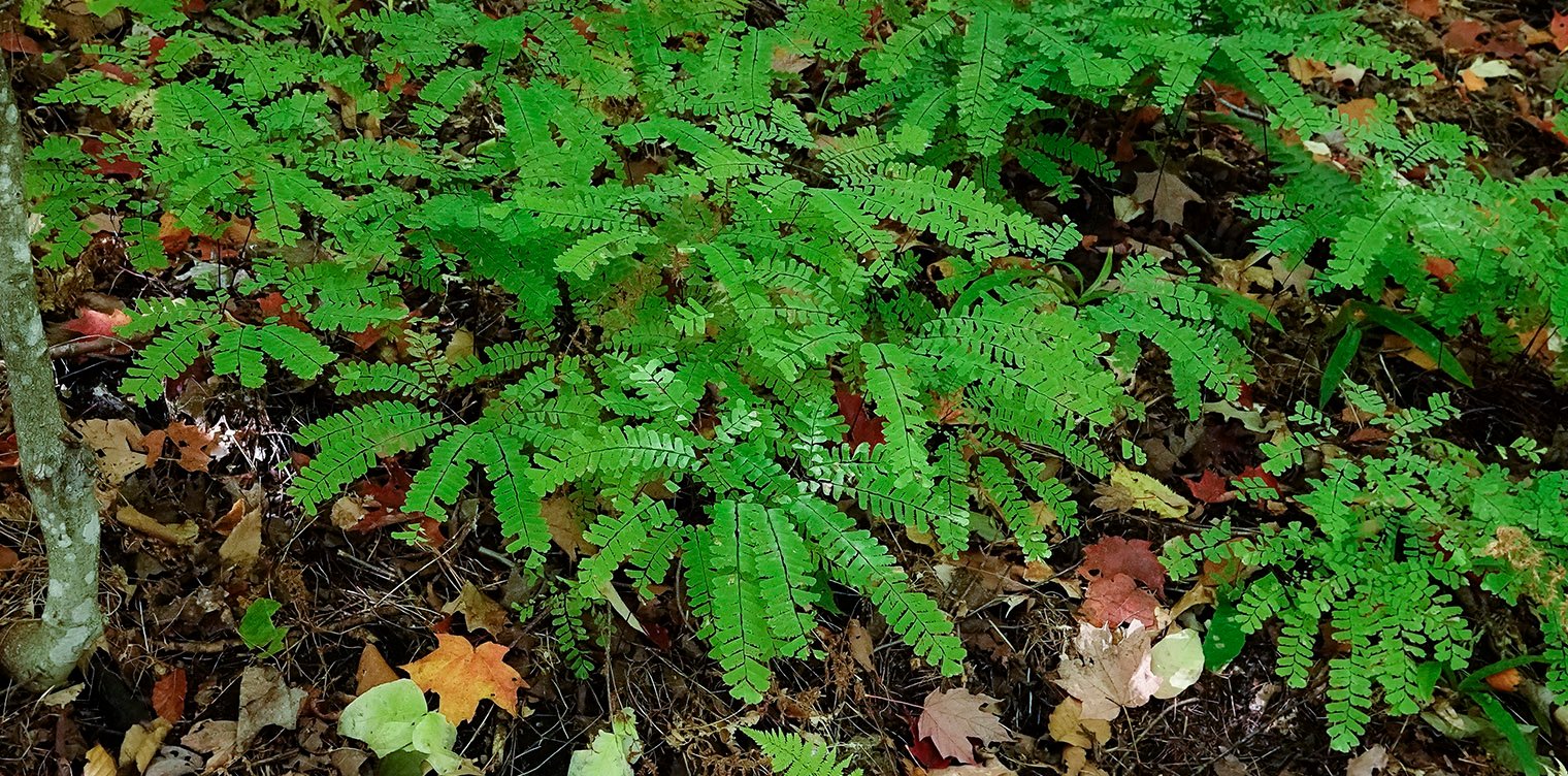 15 plants that thrive with coffee grounds.