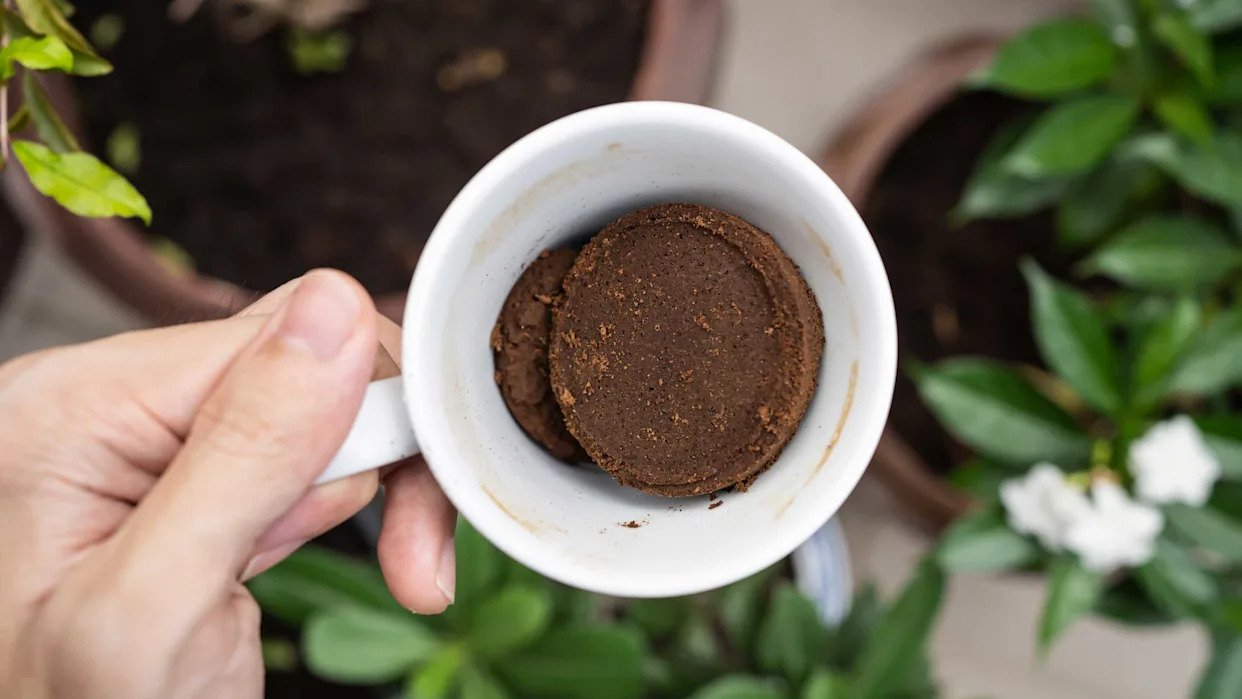 Do coffee grounds keep bugs away?