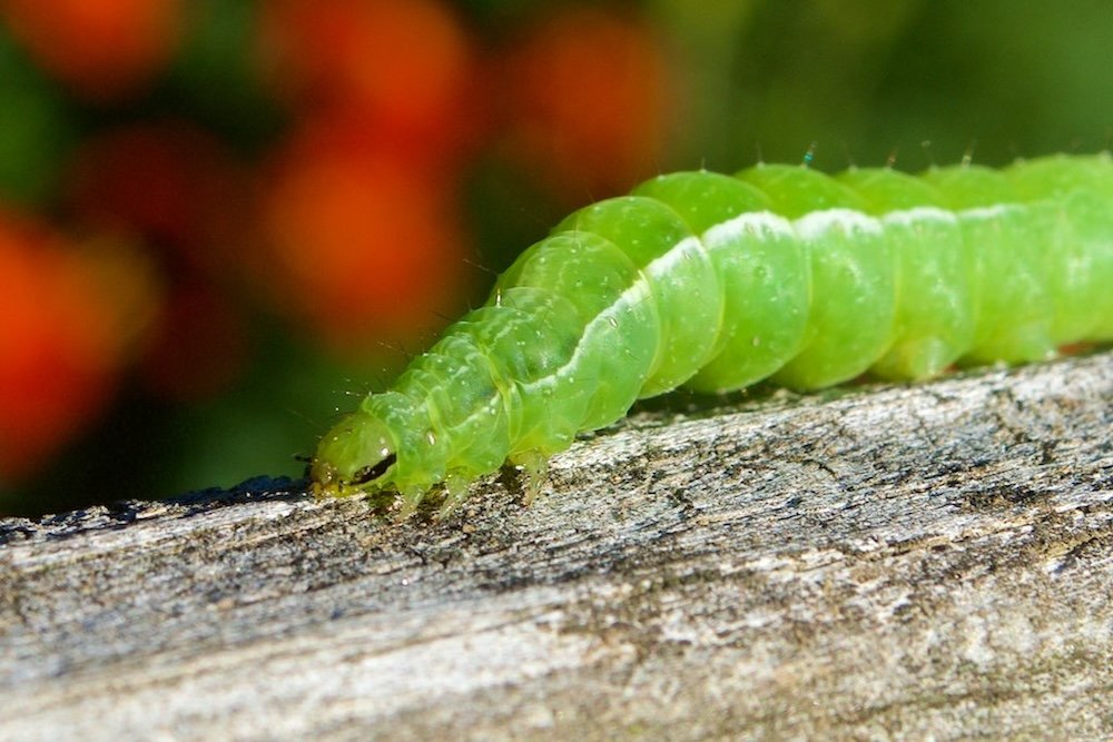 How Smells Can Confuse Pest Insects in the Landscape