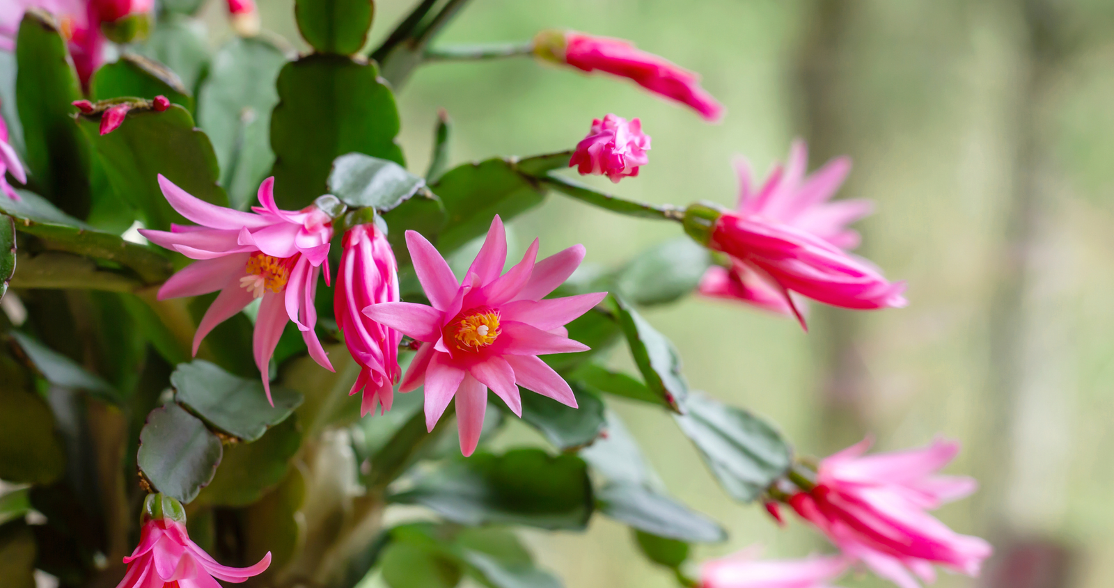 How to Care for an Easter Cactus (the Spring Cactus) - Dengarden