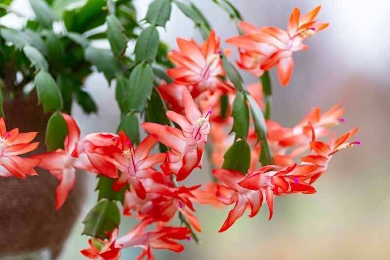 Thanksgiving Cactus: Care and Blooming Tips for Success