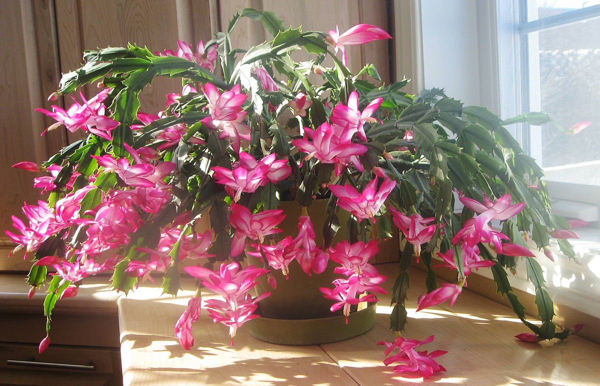 Schlumbergera - Wikipedia