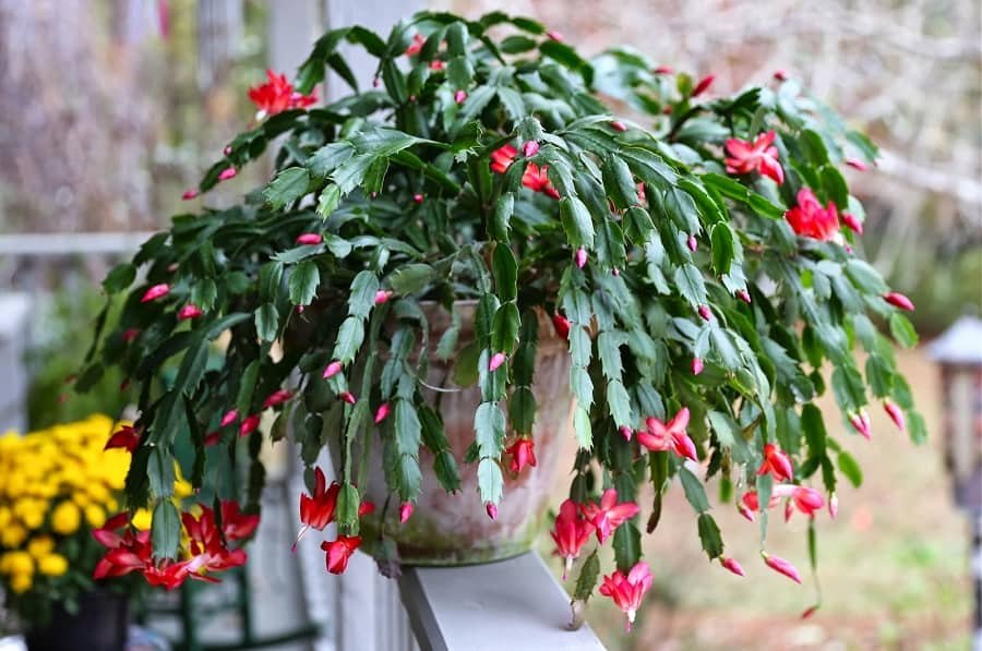 Schlumbergera spp. - Christmas cactus, Thanksgiving cactus | PlantMaster