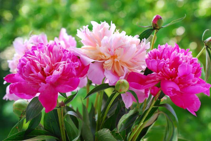 15 cheap flowers that will turn your garden into the envy of your neighbors