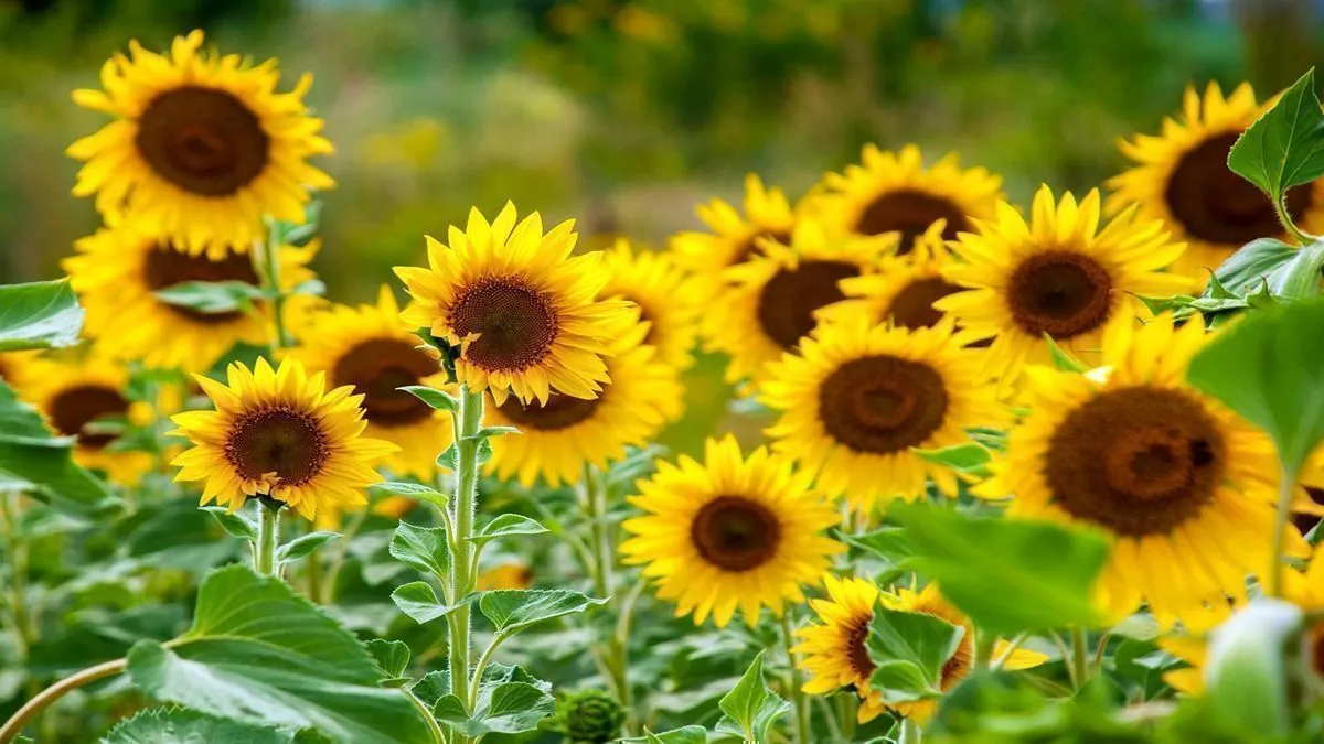 15 cheap flowers that will turn your garden into the envy of your neighbors