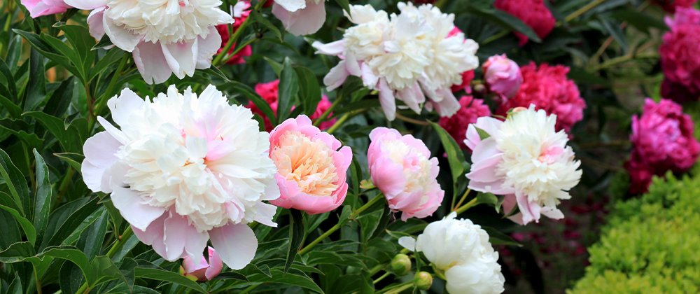 15 cheap flowers that will turn your garden into the envy of your neighbors