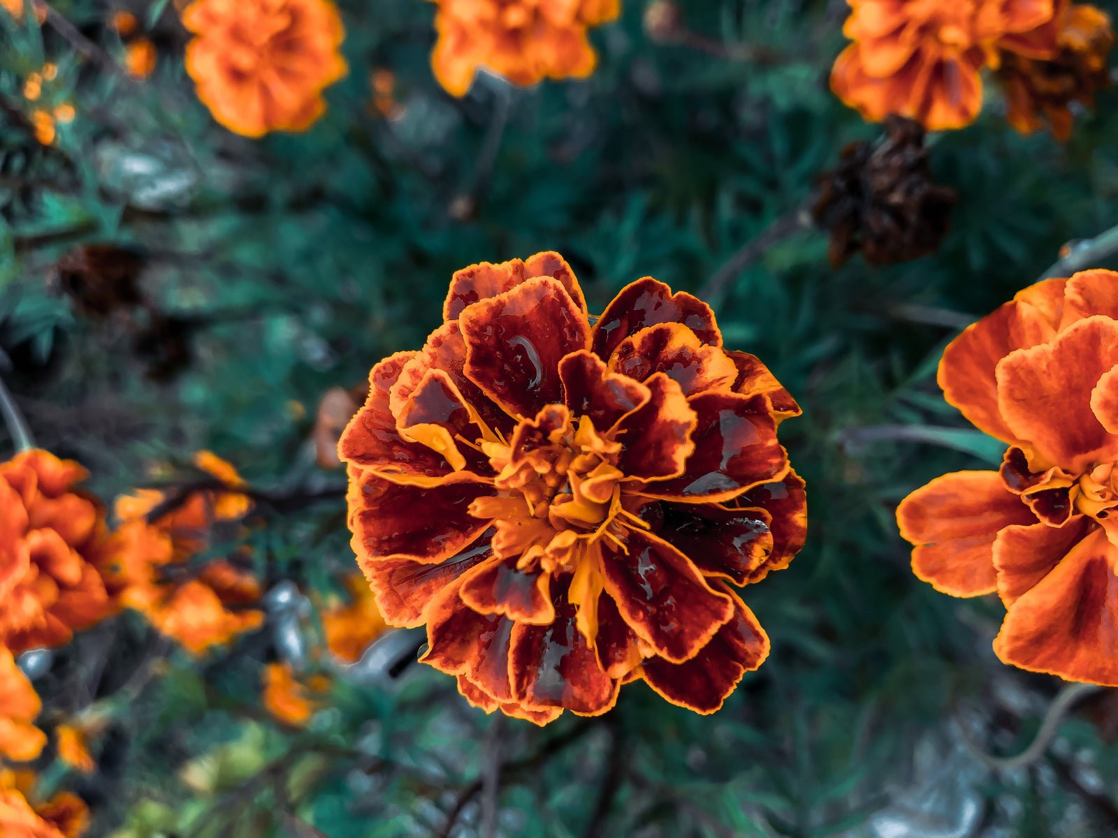 15 cheap flowers that will turn your garden into the envy of your neighbors