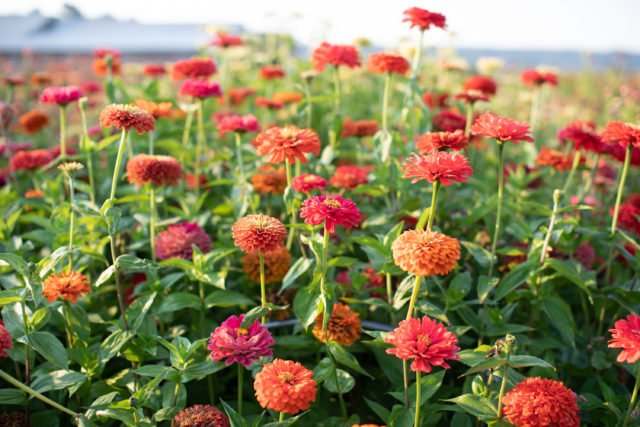 15 cheap flowers that will turn your garden into the envy of your neighbors