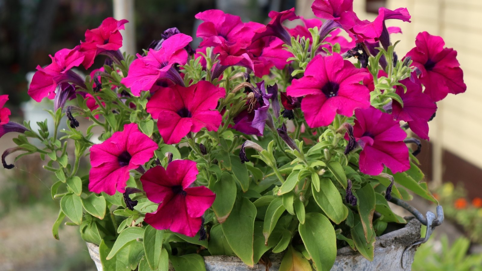 15 cheap flowers that will turn your garden into the envy of your neighbors