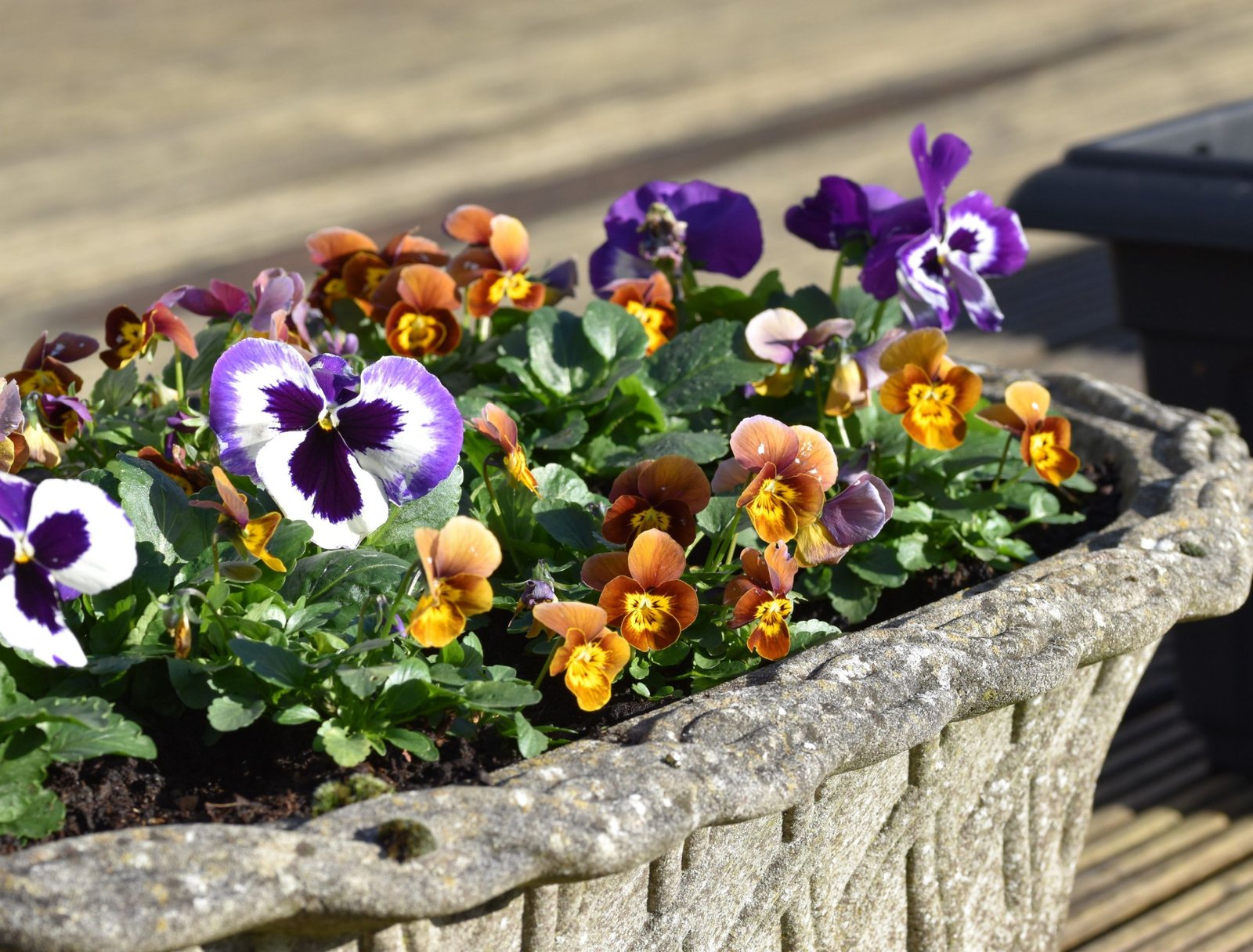 15 cheap flowers that will turn your garden into the envy of your neighbors