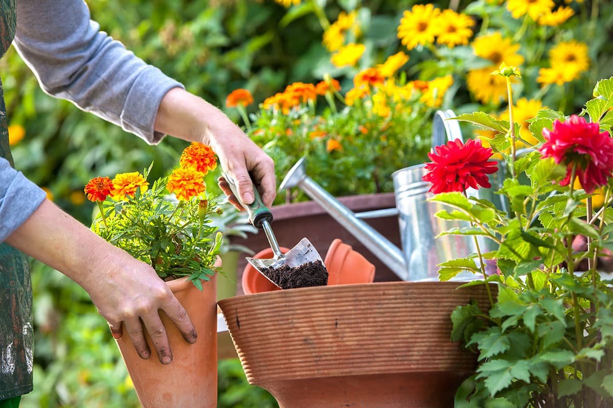 10 Money Saving Tips For Your Flower Garden