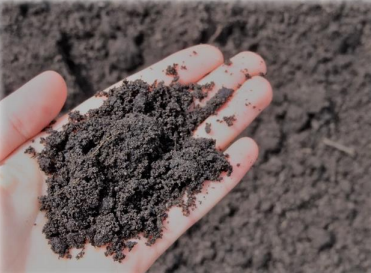 15 cheap flowers that will turn your garden into the envy of your neighbors