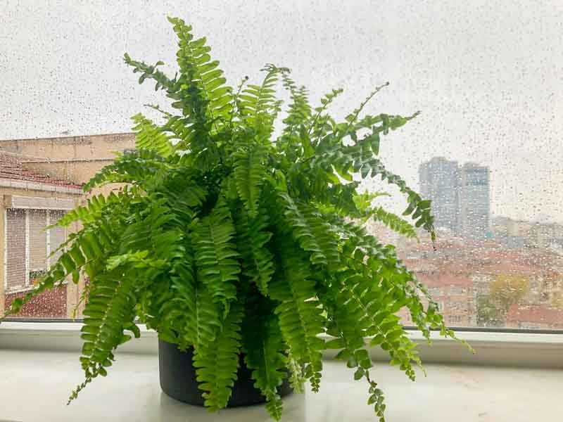 Boston Fern (Nephrolepis exaltata)