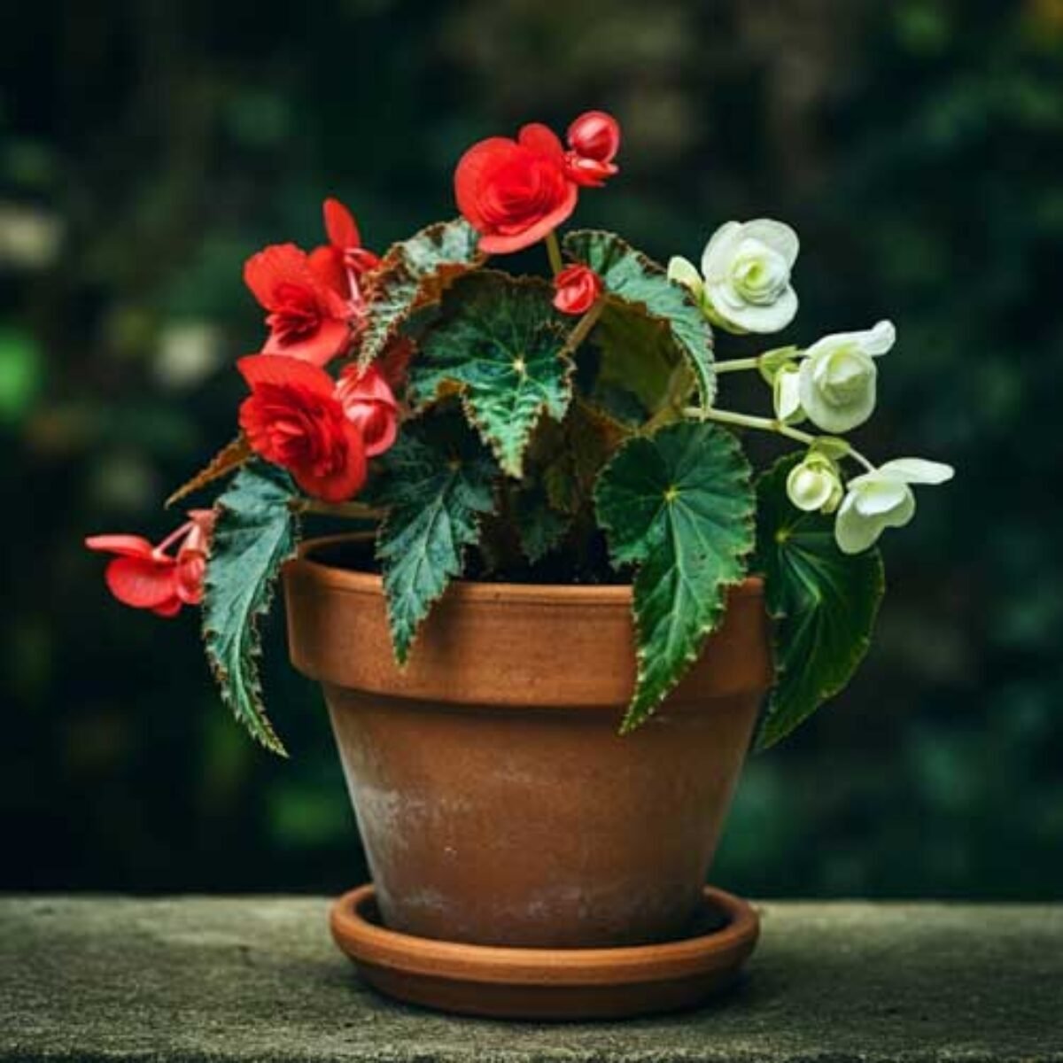 Begonia Care Guide: Growing and Maintaining Beautiful Begonias 🌟 - Healthy  Houseplants