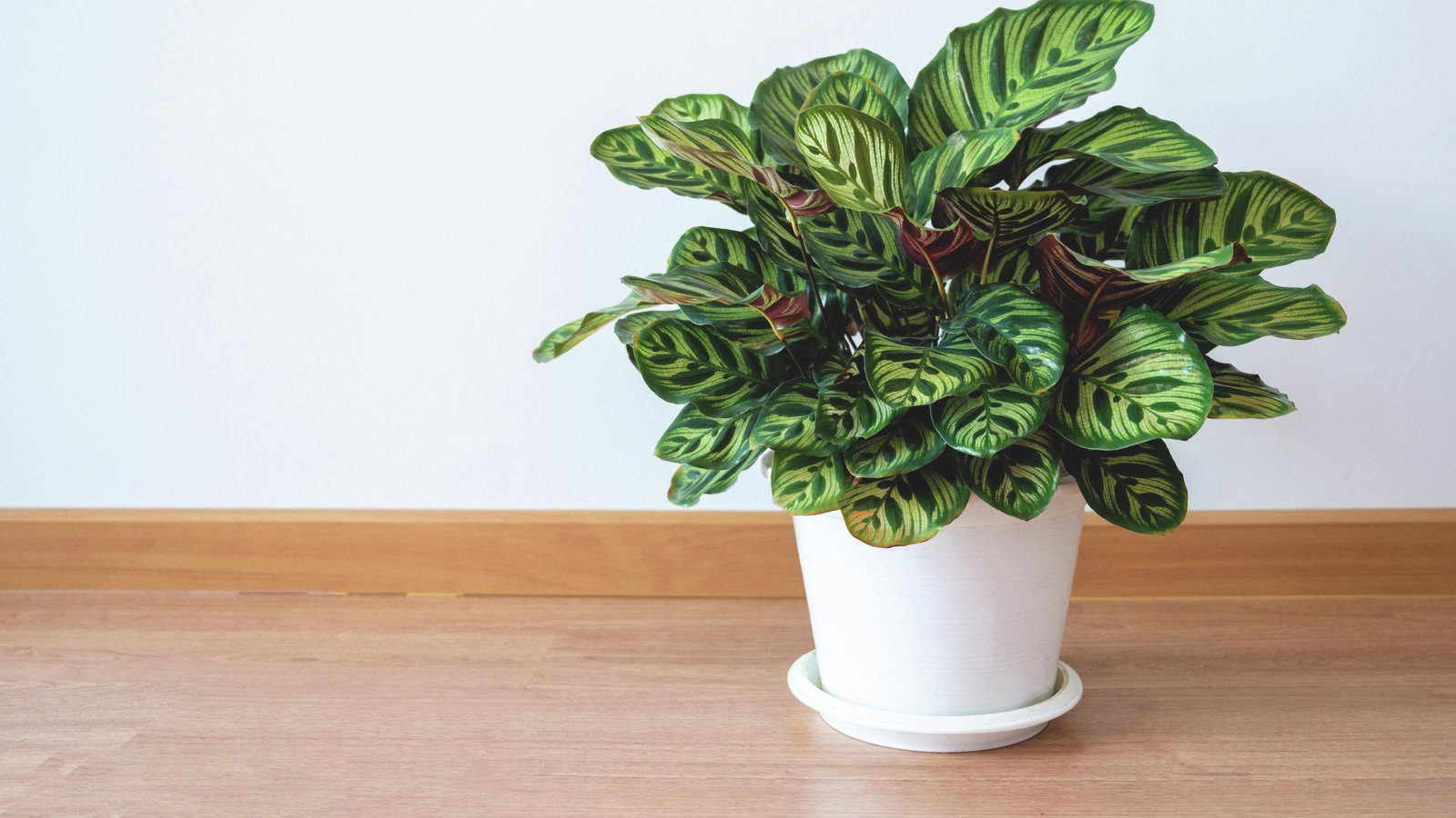 How To Grow Calathea - Bunnings Australia